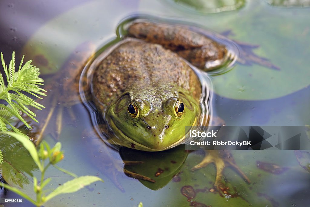 Большой лягушка - Стоковые фото Водяная лилия роялти-фри