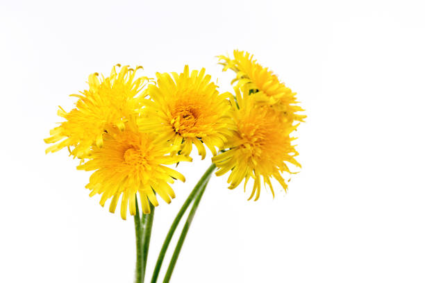 Front view Bouquet of yellow bright dandelions. Five flowers on a white background close up. Soft selective focus, copy space. Spring photo.