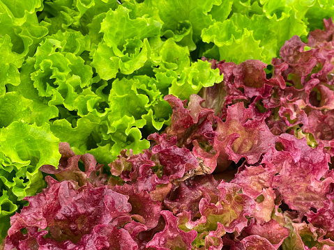 Stock photo showing close-up, elevated view of Lollo Bionda (pale green) and Lollo Rosso (red) lettuce leaves. This type of lettuce is also known as coral lettuce.