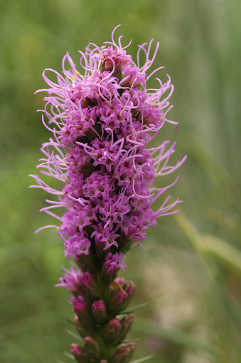 The purple flower of liatris spicata , variety 'gay feather'