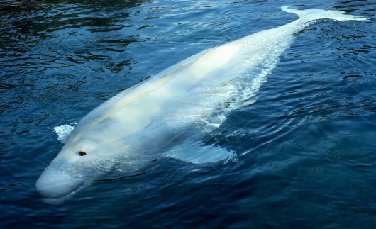 Beluga Whale, Vancouver Aquarium