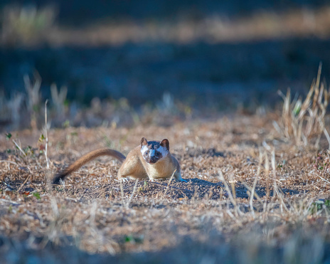A Long-tailed Weasel (Neogale frenata) hunts for food at Lake Cachuma in Santa Barbara county, CA.