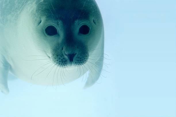 istock Adorable little seal swimming under water 139980683