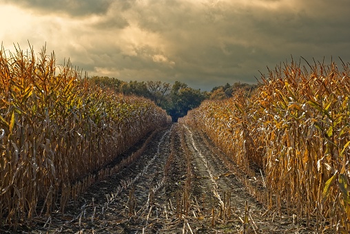 Dark moody skies after the corn season at an old New England farm in the autumn. Withering and brown corn stalks with a plowed under row to the horizon. After the first frost of the season with dark clouds on the horizon, a moody fall season concept.