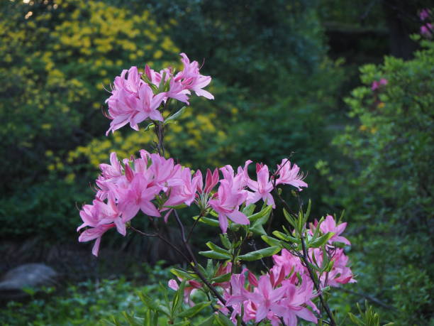 istock Flower in sunshine 1399807194