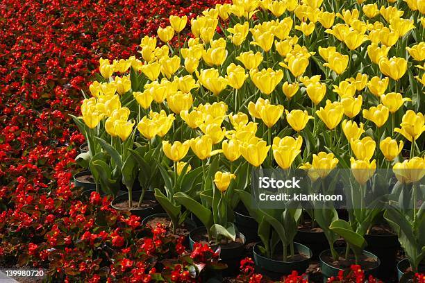 Foto de Tulipas Amarelas E Flores Vermelhas e mais fotos de stock de Alambique - Equipamento industrial - Alambique - Equipamento industrial, Amarelo, Arranjo