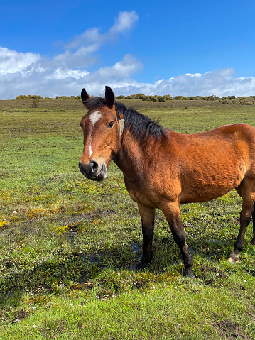 Stock photo showing close-up view of a brown New Forest pony. Although these horses have owners they are allowed to roam freely around the villages and spreading heathland  as part of the ‘Rights of Common of Pasture’.