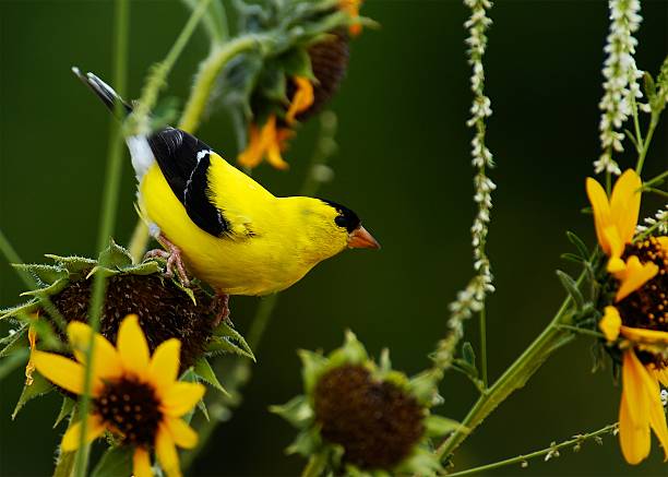 istock American Goldenfinch 139980774