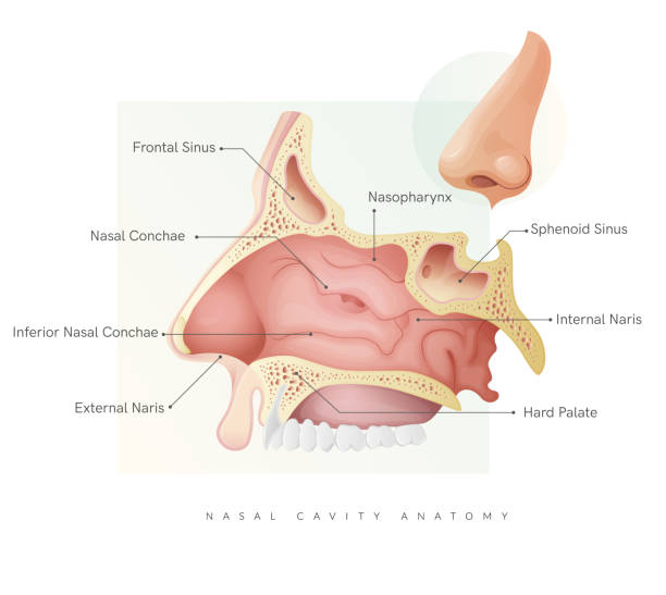 ilustrações de stock, clip art, desenhos animados e ícones de nasal cavity anatomy - stock illustration - cavidade nasal