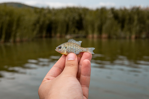 A picture of a small fish in hand by the river. The concept of fishing, fish, hobbies