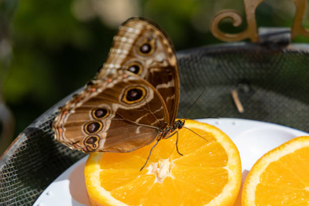 istock blue morpho butterfly eating an orange 1399808572
