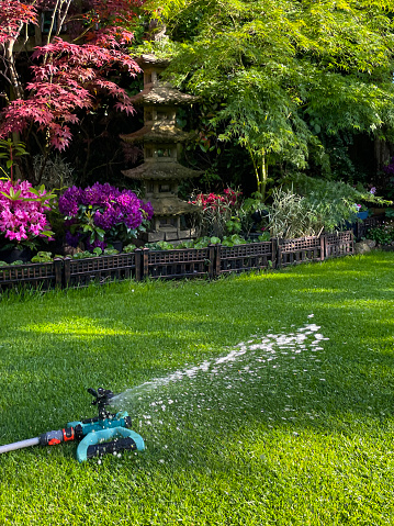 Stock photo showing close-up view of Oriental garden border with flowering azalea shrubs, Japanese maples and a Japanese stone lantern with reseeded lawn being watered by revolving garden sprinkler connected to a hose pipe, as part of Spring lawn maintenance.