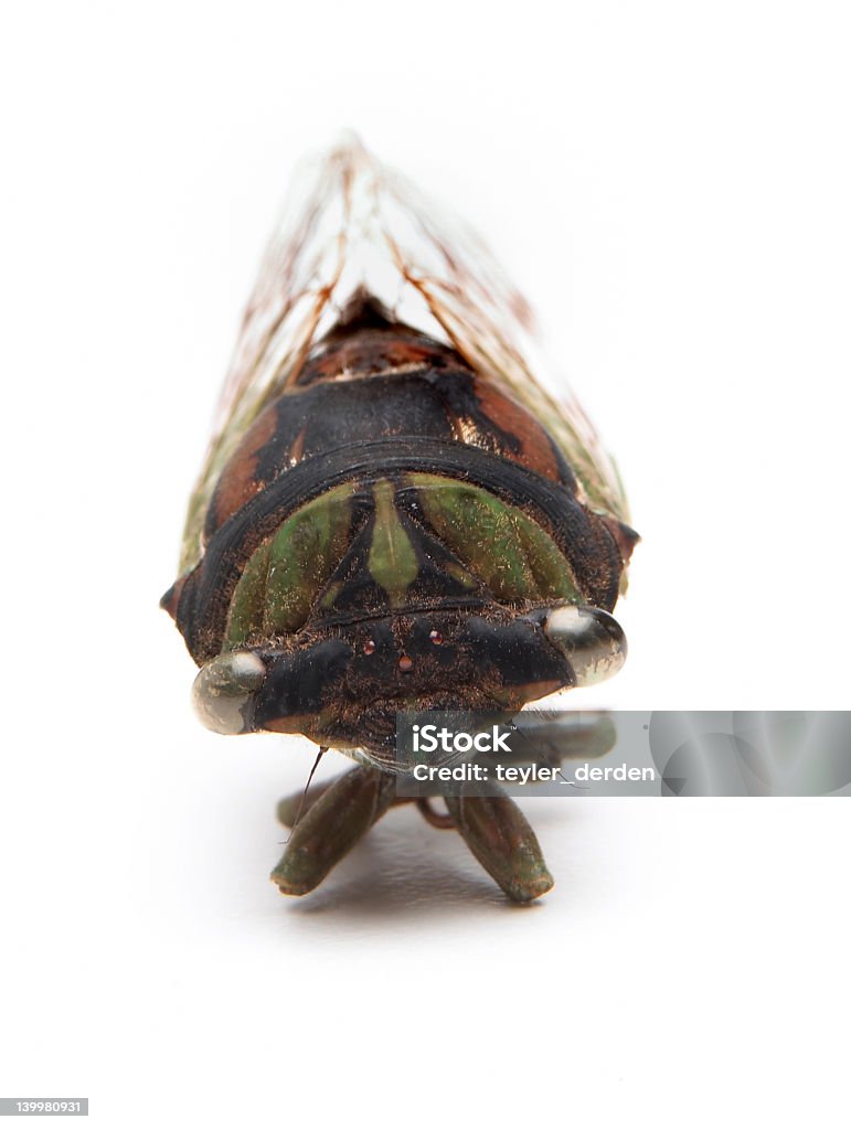 매미 - 로열티 프리 곤충 스톡 사진