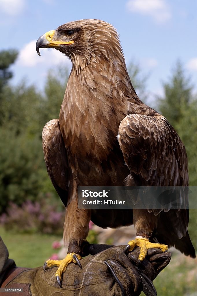 portrait de profil de beau golden eagle - Photo de Aigle libre de droits