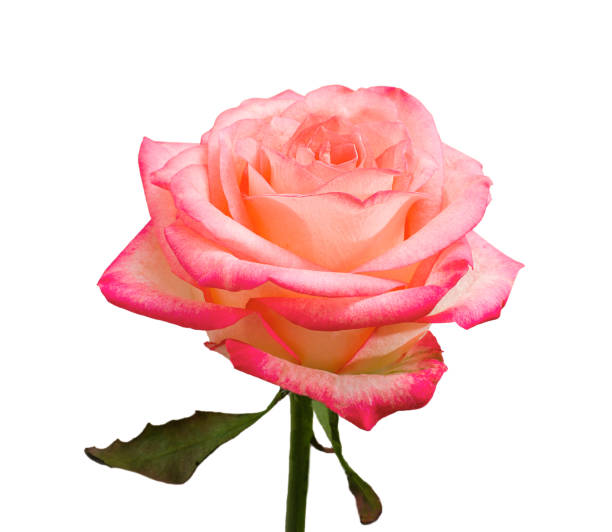 istock natural rose flower isolated on white background 1399811259