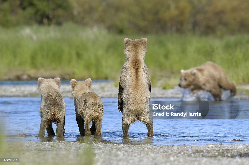 Brown bear cubs y sow la pesca de salmón - Foto de stock de Osezno libre de derechos