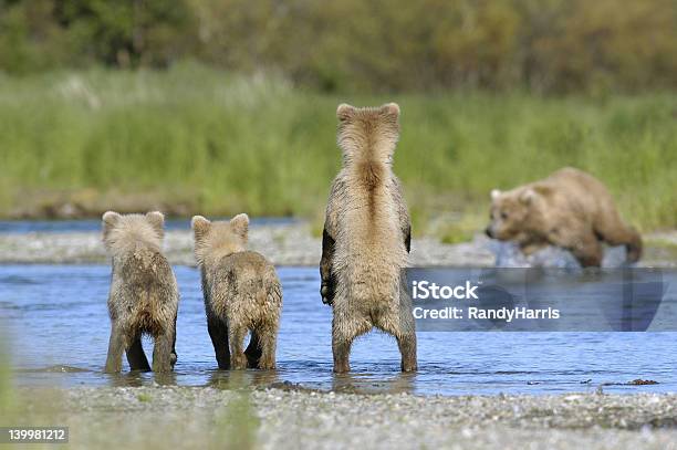 Brown Bear Cubs Y Sow La Pesca De Salmón Foto de stock y más banco de imágenes de Osezno - Osezno, Aire libre, Alaska - Estado de los EE. UU.