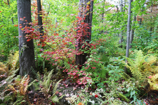 Green lush landscape ‎⁨Trois-Rivières⁩, ⁨Quebec⁩, ⁨Canada⁩