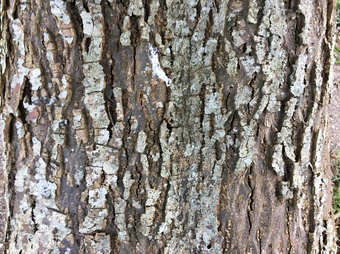 The bark / trunk of Golden Chain (Laburnum) in October