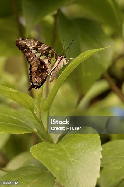 Wunderschönen Schmetterling Stockfoto und mehr Bilder von Blume - Blume, Blumenbeet, Braun