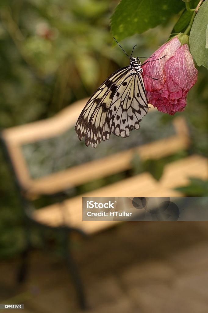 Bella farfalla con panca in legno sullo sfondo - Foto stock royalty-free di Ambientazione esterna
