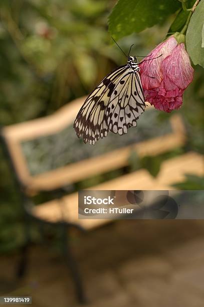 Bella Farfalla Con Panca In Legno Sullo Sfondo - Fotografie stock e altre immagini di Ambientazione esterna - Ambientazione esterna, Animale, Appuntamento online