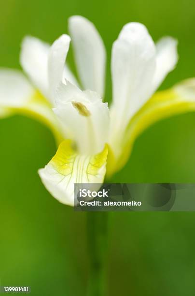 Fiore Di Iris - Fotografie stock e altre immagini di Bellezza naturale - Bellezza naturale, Bianco, Botanica