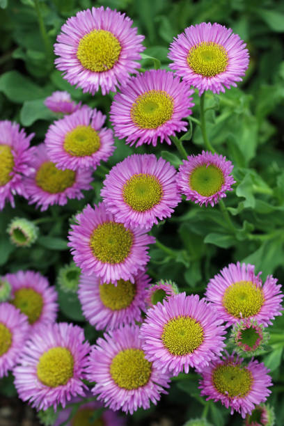 istock Seaside fleabane pink flowers in close up 1399815574