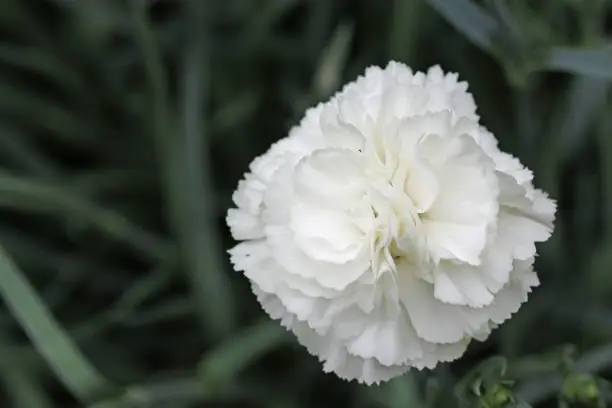White Dianthus, Dianthus of unknown species and variety, flower with fringed petals in close up and a background of blurred leaves.