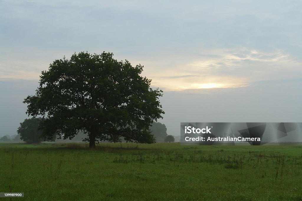Oak Tree In The Morning Mist oak tree in the morning mist in september Oak Tree Stock Photo
