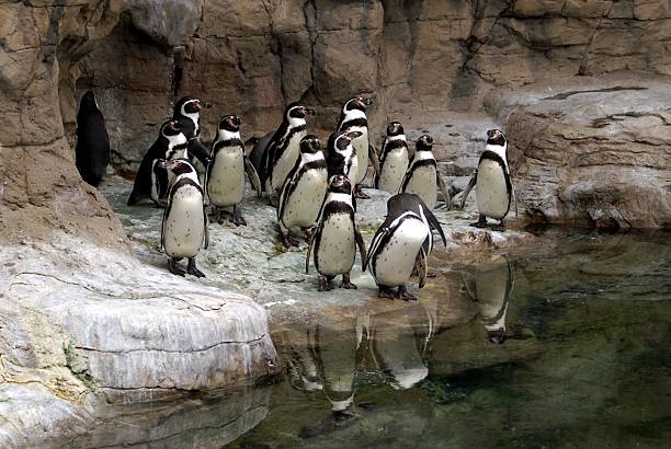 istock Group of Penguins at the St. Louis Zoo 139981921