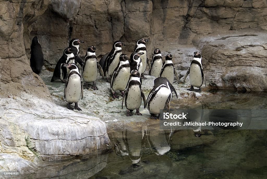 Group of Penguins at the St. Louis Zoo Aggression Stock Photo