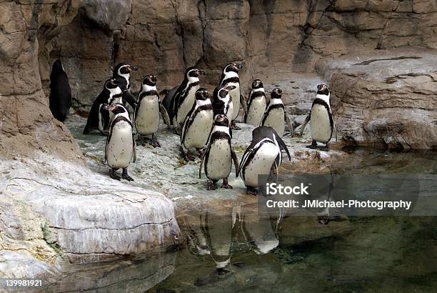 Group Of Penguins At The St Louis Zoo Stock Photo - Download Image Now - Aggression, Animals In Captivity, Challenge