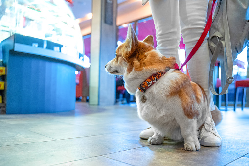Welsh corgi Pembroke or cardigan dog in collar and on leash obediently sits next to owner, looking away waiting in the middle of cafe or mall. Person observes rules of being in public places with pet