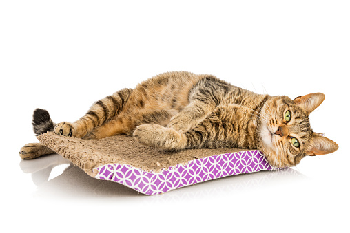Cute tabby cat lying down on his cat scratch pad.