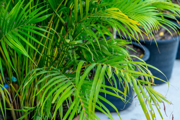 istock Trees and a small garden in the house 1399821405