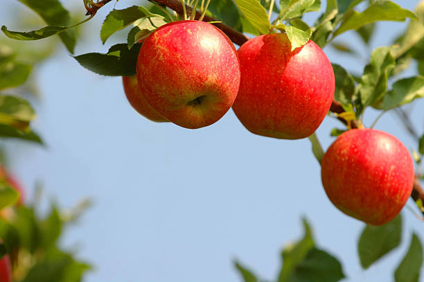 drei reife äpfel auf baum - three objects three people three animals apple stock-fotos und bilder