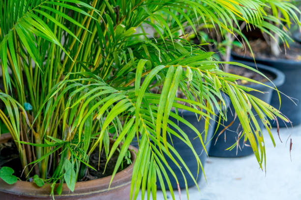 istock Trees and a small garden in the house 1399821456