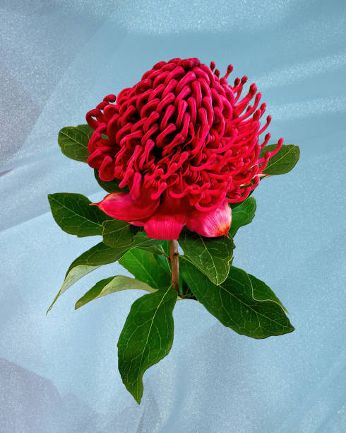 istock Red Waratah flower closeup isolated on light blue. 1399822036
