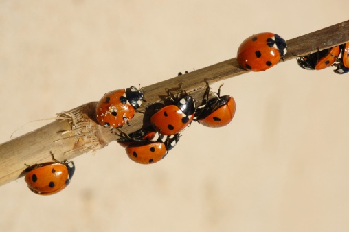 Beetles on a branch