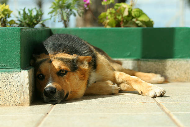 istock Sleepy dog II 139982519