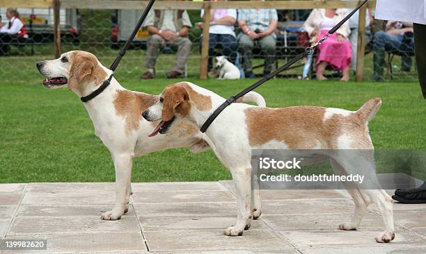 Foto de Mostrar Beagles e mais fotos de stock de Beagle - Beagle, Descoberta, Fotografia - Imagem