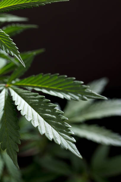 istock macrophotography of marijuana leaves, with black background 1399826705