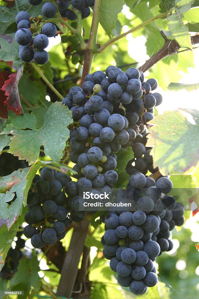 Uvas - Foto de stock de Uva Pinot Noir royalty-free