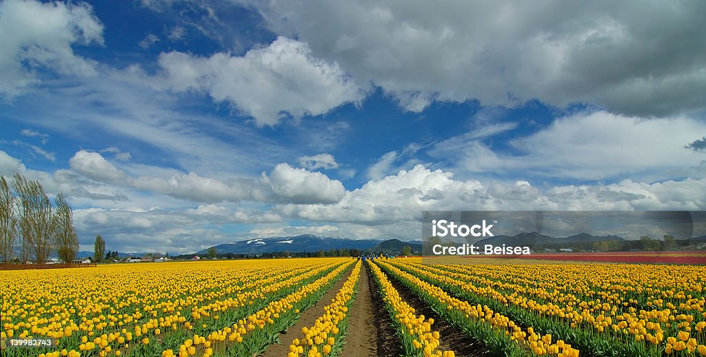 Tulipán Fiels amarillo - Foto de stock de Valle de Skagit libre de derechos