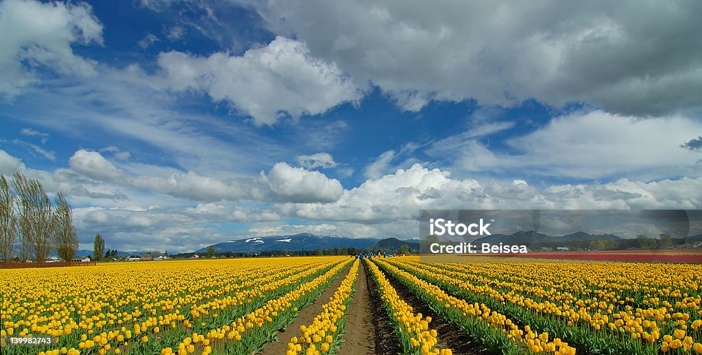 Tulipano giallo Fiels - Foto stock royalty-free di Valle di Skagit