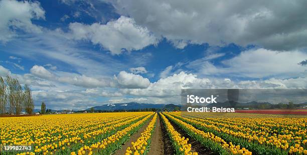 Tulipano Giallo Fiels - Fotografie stock e altre immagini di Valle di Skagit - Valle di Skagit, Agricoltura, Albero