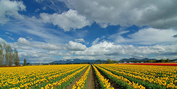 istock Yellow Tulip Fiels 139982743