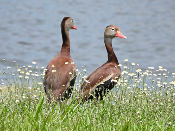 istock Black-bellied Whistling Ducks (Dendrocygna autumnalis) - overlooking a lake 1399827564