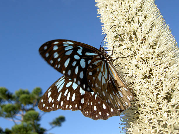 Farfalla close-up - foto stock